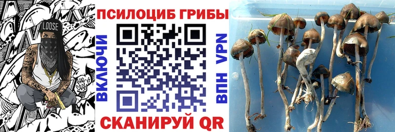 Купить  Будённовск  Галлюциногенные грибы прущие грибы 